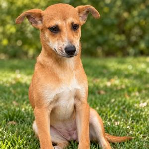 MEGARA, Mixed Breed, puppy, available for adoption