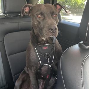 A black dog wearing a harness sitting in the back seat of a car.