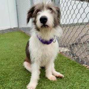MIA, Mixed Breed, adult, available for adoption