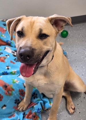 Harper, Labrador Retriever / Shepherd, young, available for adoption