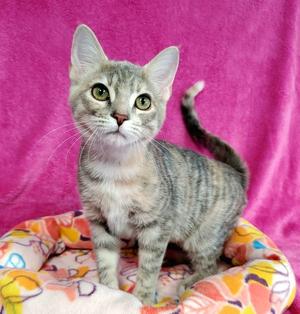 Moxie, young, available for adoption