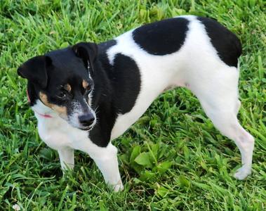 Sis, Rat Terrier, adult, available for adoption