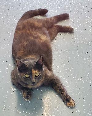 A tortoiseshell cat is lying on a speckled grey floor.