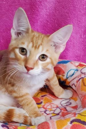 Archie, kitten, available for adoption