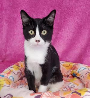 Fiona, young, available for adoption