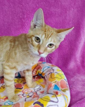 An orange tabby cat with green eyes standing on a colorful blanket with a pink background.