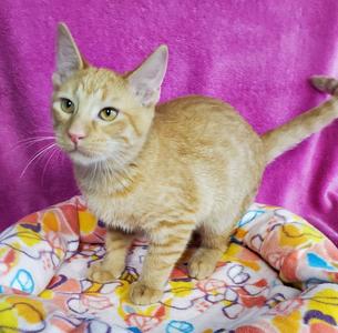 G Kelly, kitten, available for adoption