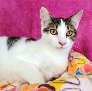 Flora, young, available for adoption