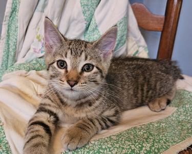 A tabby kitten lying on a quilt on a chair.