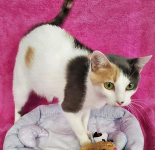 Candy, adult, available for adoption
