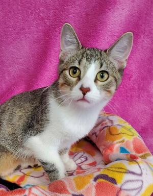 Ginger, kitten, available for adoption