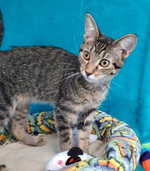Elsie, young, available for adoption