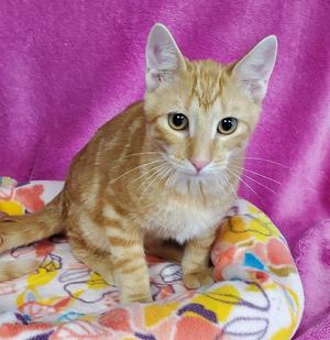 Astaire, kitten, available for adoption