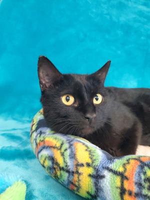 Ebony, adult, available for adoption