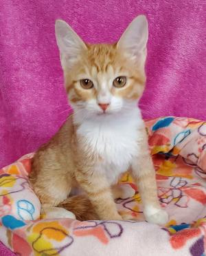 Cheryl, kitten, available for adoption