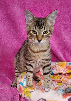 Brody, young, available for adoption