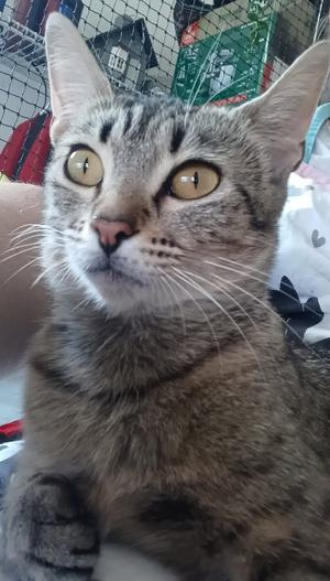 A close-up of a tabby cat with striking yellow eyes, looking directly at the camera. The cat has a grey and black striped coat, white whiskers, and is sitting in a room with a mesh background.