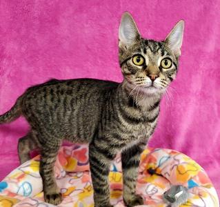 Miller, young, available for adoption