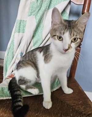 Luna, adult, available for adoption