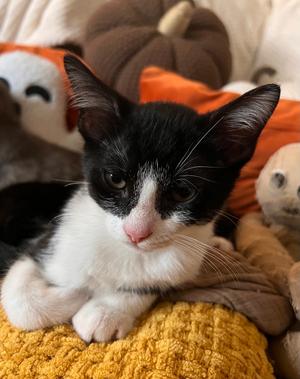 Dustin, kitten, available for adoption