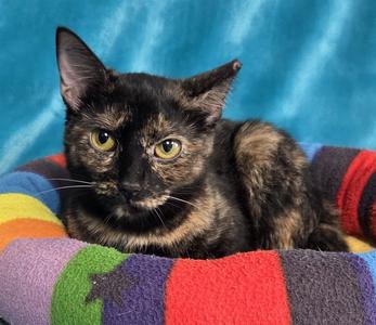 Marble, adult, available for adoption