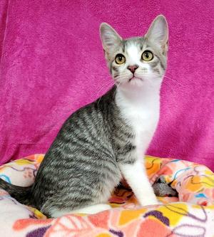 Bria, young, available for adoption