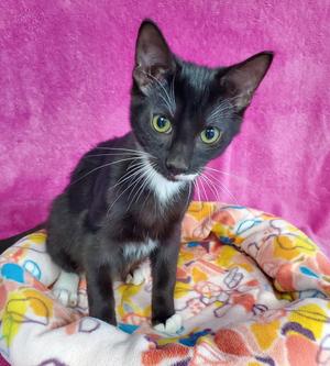 Nelson, kitten, available for adoption