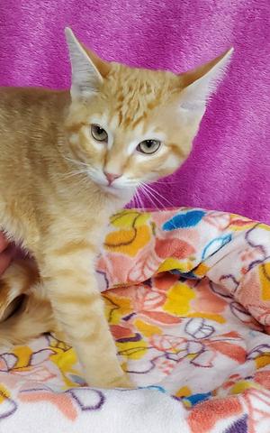 Betty, kitten, available for adoption