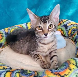 Lily, young, available for adoption