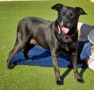 Aspen, Labrador Retriever Mix, available for adoption