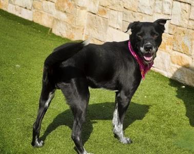 Jethro, Labrador Retriever Mix, adult, available for adoption