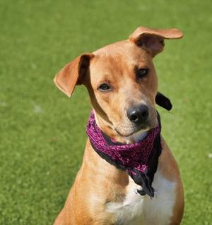 A brown dog wearing a purple bandana, sitting on a green lawn.