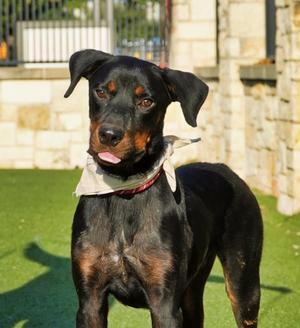 Hogan, Rottweiler Mix, young, available for adoption