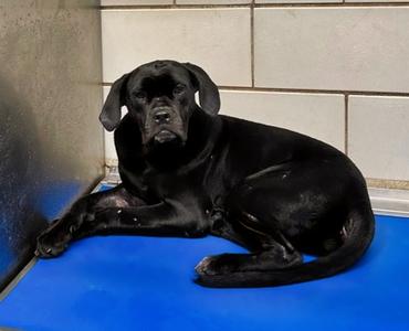 Mimosa, Cane Corso Mix, adult, available for adoption