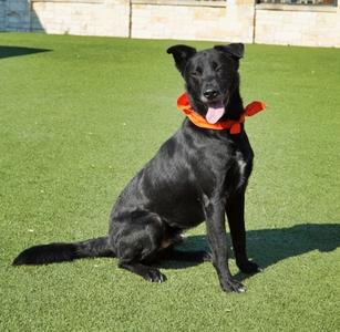 Lupe, German Shepherd Dog and Golden Retriever, adult, available for adoption
