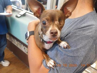 Charlotte, Chihuahua - Smooth Coated Mix, available for adoption