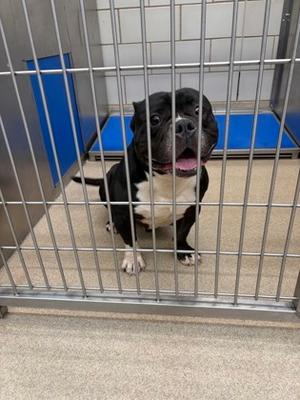 Bossman, Bully American - Xl Mix, adult, available for adoption