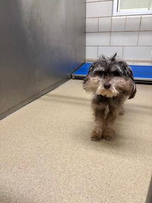 Sir Bently, Schnauzer - Miniature Mix, senior, available for adoption