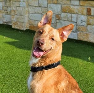 Queso, Australian Cattle Dog Mix, adult, available for adoption