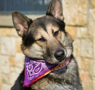 Badger, German Shepherd Dog Mix, young, available for adoption