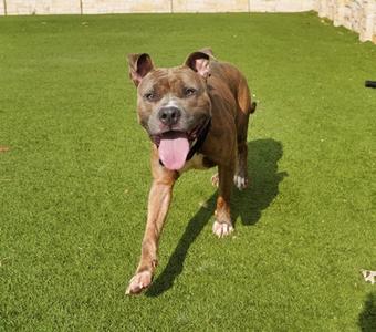 A brown dog with a black muzzle and ears, running on a green lawn with its tongue out.