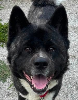 Duke, Mixed Breed, adult, available for adoption