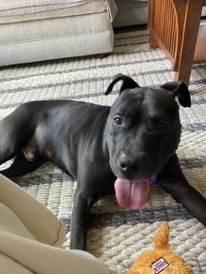 Draco - in foster!, Mixed Breed, adult, available for adoption