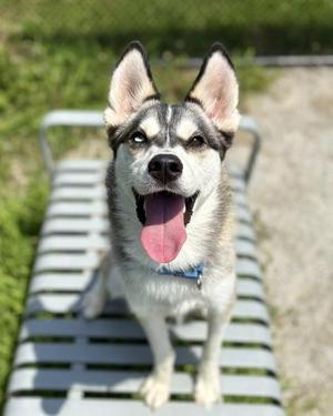 Nico, Mixed Breed, adult, available for adoption