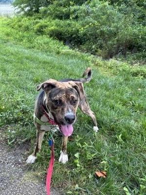 Royal, Mixed Breed, adult, available for adoption