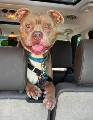 Kiko, Mixed Breed, adult, available for adoption