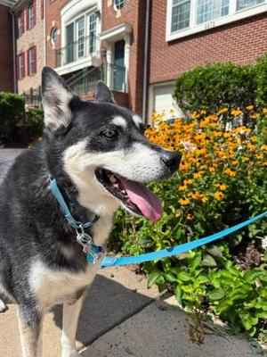 Duke Snowshoe, Mixed Breed, adult, available for adoption