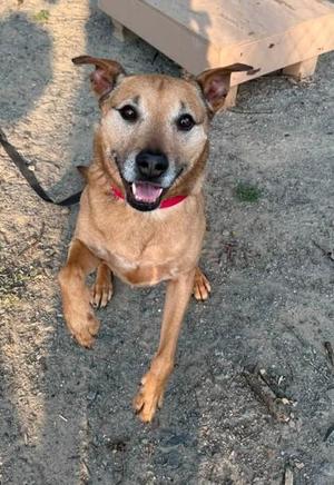Forrest, Mixed Breed, adult, available for adoption