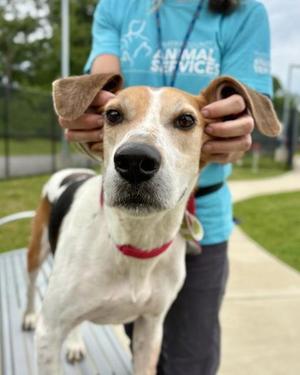 Colby, Mixed Breed, adult, available for adoption