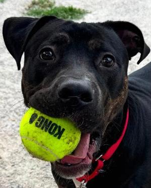 Rocco, Mixed Breed, adult, available for adoption